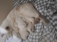 Blue point scottish fold yavrular sahiplendirilecektir