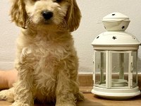 Sağlık Garantili Maltipoo Yavrularımız