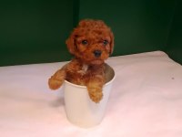 A kalite teacup poodle bebeklerimiz