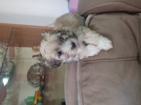 55 günlük orjinal maltese terrier yavrular
