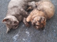 Uygun cins kedim scottish fold