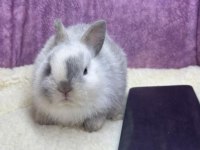 Cüce Netherland Dwarf Tavşan Yavrularımız