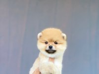 Sevimli pomeranian boo bebeklerimiz teslime hazırlar