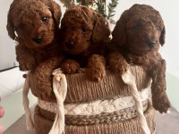 RED BROWN TOY POODLE BEBEKLER