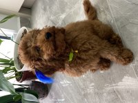 RED BROWN TOY POODLE
