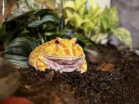 ALBİNO PACMAN FROG