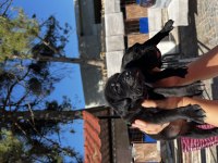 Cane corso yavrularım