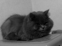 Asil beye sahiplenmek isteyen ulaşabilir british longhair
