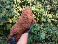IRK VE SAĞLIK GARANTİLİ RED BROWN POODLE BEBEKLERİMİZ