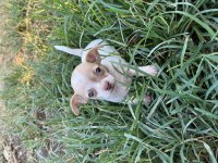 Erkek Chihuahua