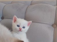 MİNNAK SCOTTİSH BEBEKLERİM DEĞERİNİN ALTINDA VERİLECEK