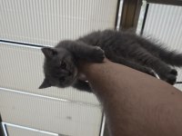 1.5 aylık british shorthair yavrumuz