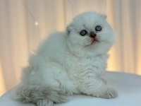 Irk Ve Sağlık Garantili Scottish Fold Kediler