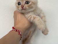 Scottish Fold Golden Yavru