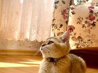 Mükemmel kalitede british shorthair golden