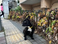 7 aylık merle french bulldog