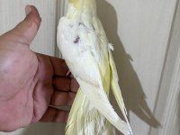 60 günlük kusursuz lutino bebek sultan papağanı