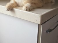 British shorthair by12 erkek 1 yaş