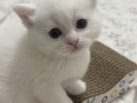 Böyle british shorthair güzellik yok