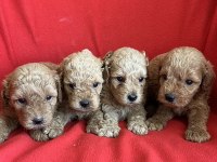 Nadir renkte apricot poodle kıvırcık yavrular