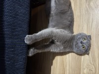 Scottish fold 6 aylık
