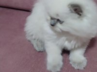 Bebiş british longhair kedilerim yeni yuvalarını arıyor