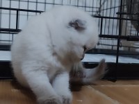 Safkan British Shorthair Bebeklerim Hazır