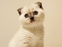 Scottish Fold yavru
