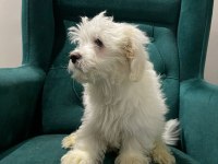 Maltese yavrular