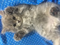 Şeker pare british longhair