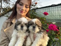Çok Bebiş Shih-Tzu Yavrular