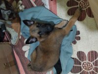 Yavru Belçika Kurdu Malinois Dişi