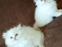 ORİJİNAL CHİNCHİLLA ARAYANLARA
