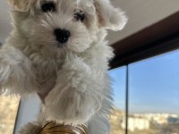 Pomeranian boo yavru köpeklerimiz