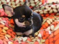 Chihuahua bebekler