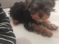 4 aylık erkek yorkshire terrier