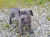 Mavi göz cane corso