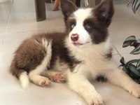 4 tane çok iyi kahve beyaz dişi 60 günlük border collie