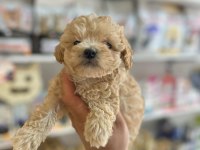EFSANE GÜZELLİKTE HİPOALERJENİK TEACUP MALTİPOO