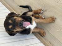 Yavru Rottweiler