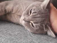 Ponçik british shorthair kızıma yeni bir yuva arıyoruz