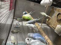 Bebek Muhabbet Kuşu