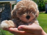 Teddy surat Kore kan Maltipoo yavrularımız