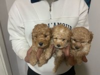 A KALİTE TOY POODLE