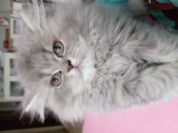 Oyuncu british longhair kızım yeni yuvasını arıyor