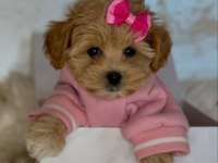 IRK GARANTİLİ F2 MALTİPOO YAVRULARI