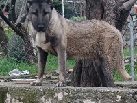 Orjinal kangal cinci köpekler