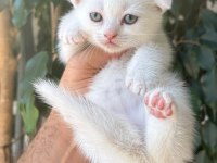 Kar beyaz scottish fold pamuklar teslime hazır