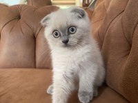 Scottish Fold Blue Point Dişi