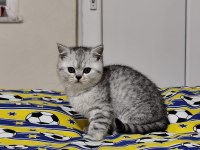 MİNİK KEDİLERE GÜZEL AİLE ARIYORUZ